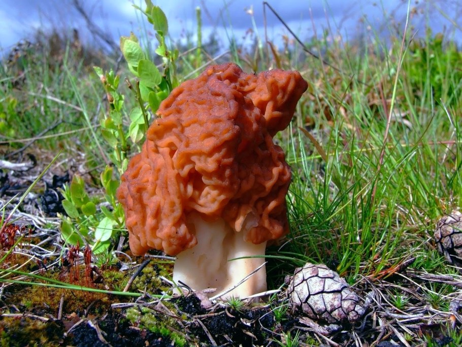 Гриб строчок обыкновенный