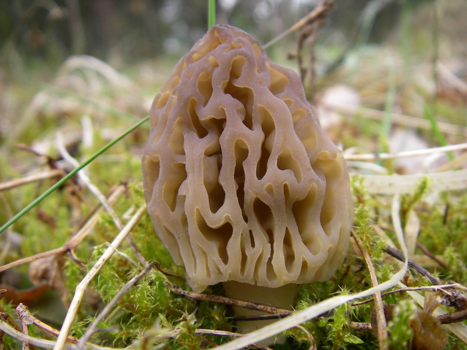 Сморчок съедобный