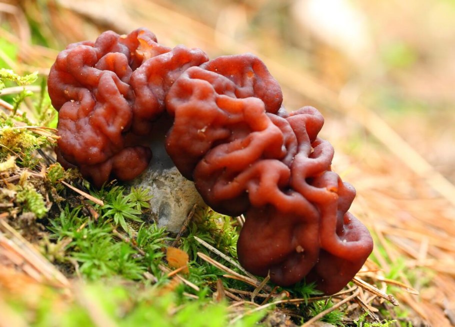 Ложный строчок