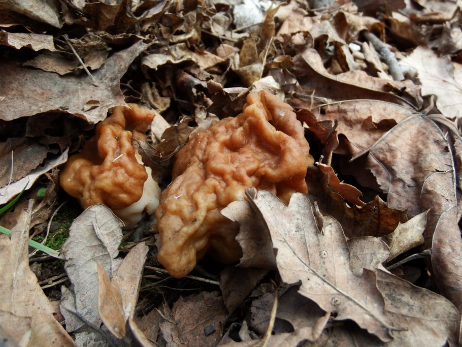 Строчок обыкновенный размножение