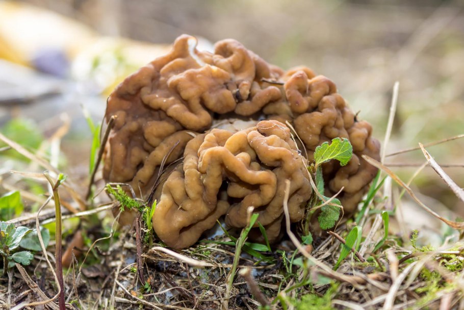 Сморчки грибы