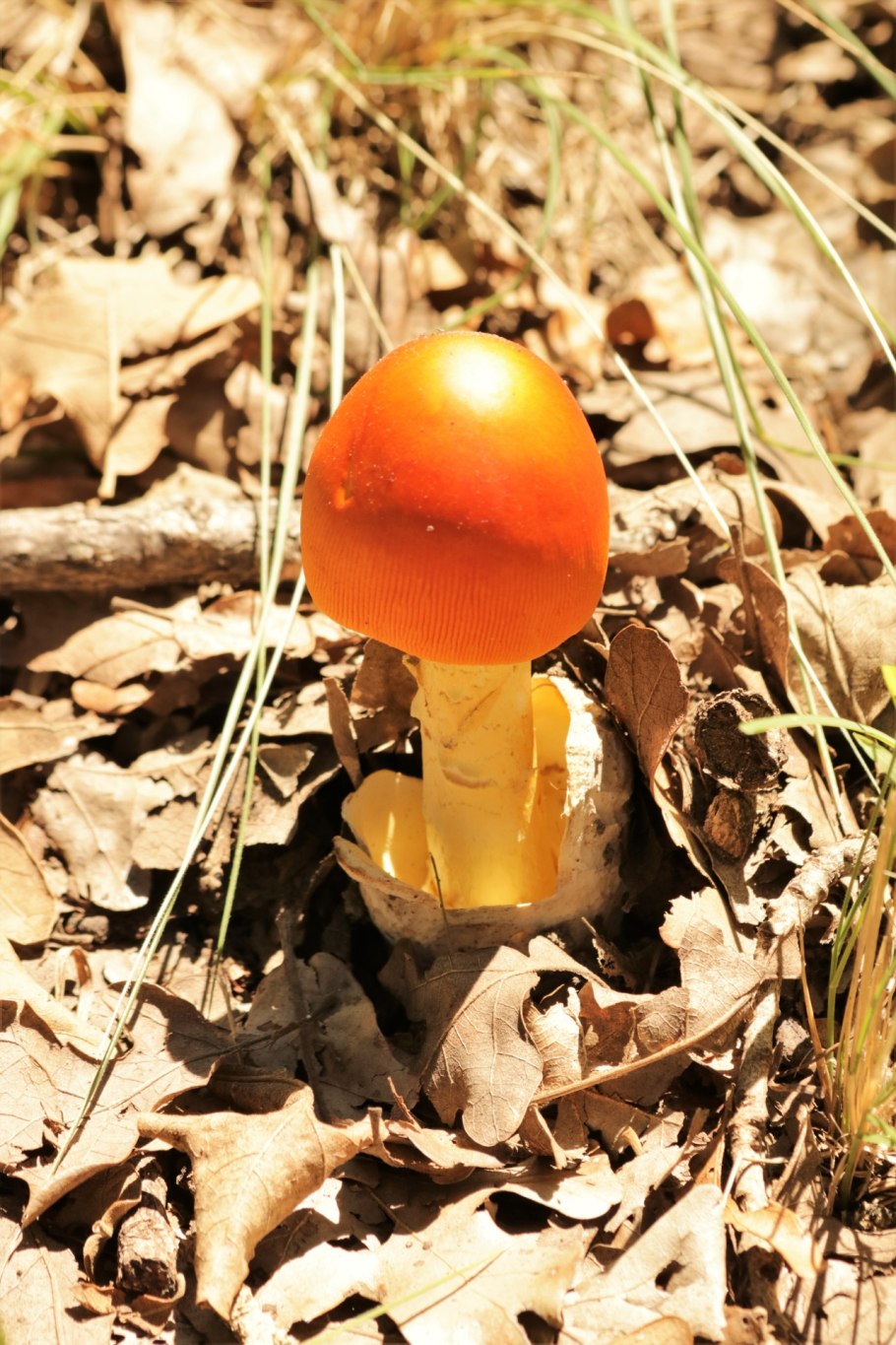 Гриб Amanita Jackson