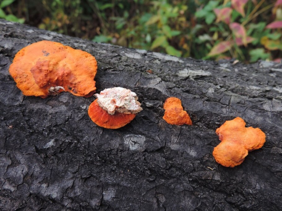 Пикнопорус киноварно-красный Pycnoporus cinnabarinus .