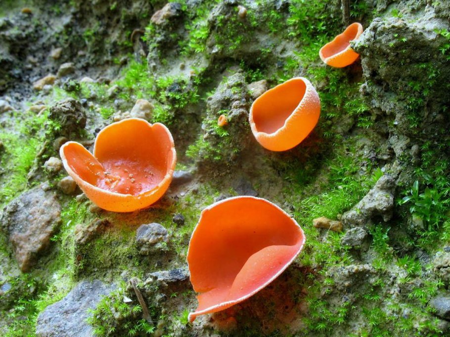 Алеврия оранжевая грибы алеврия