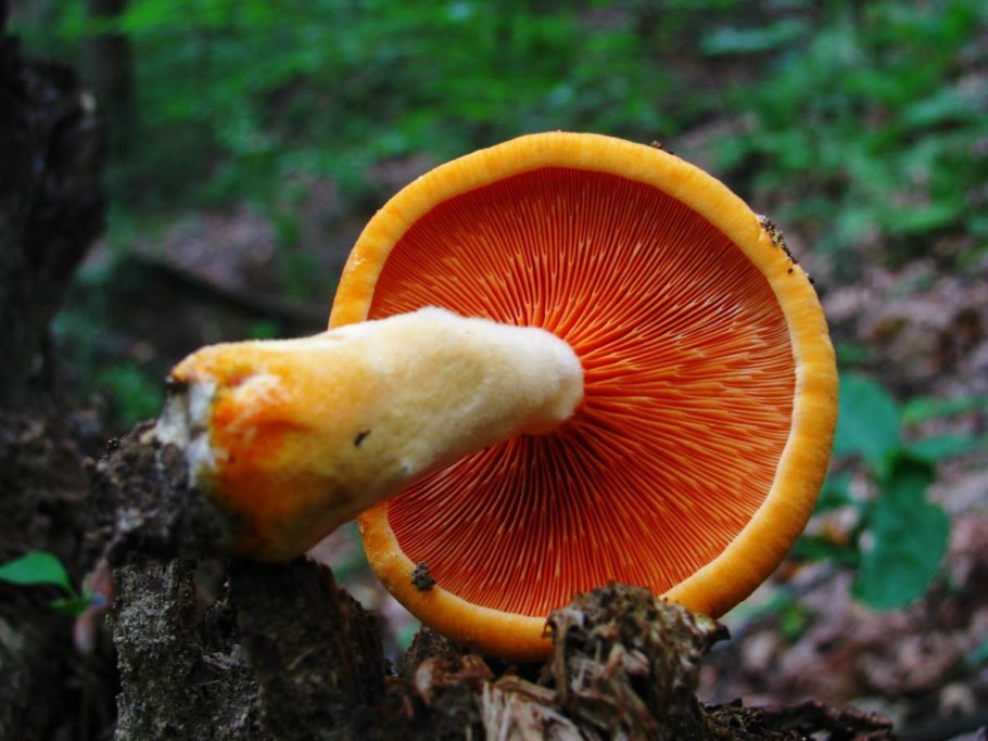 Hygrophoropsis aurantiaca