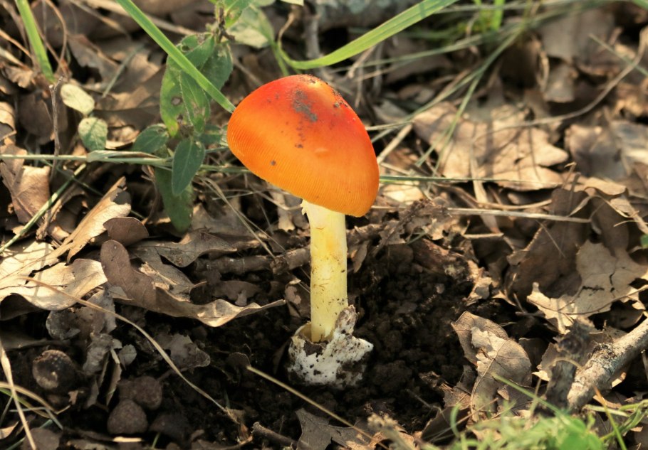 Гриб Amanita Jackson
