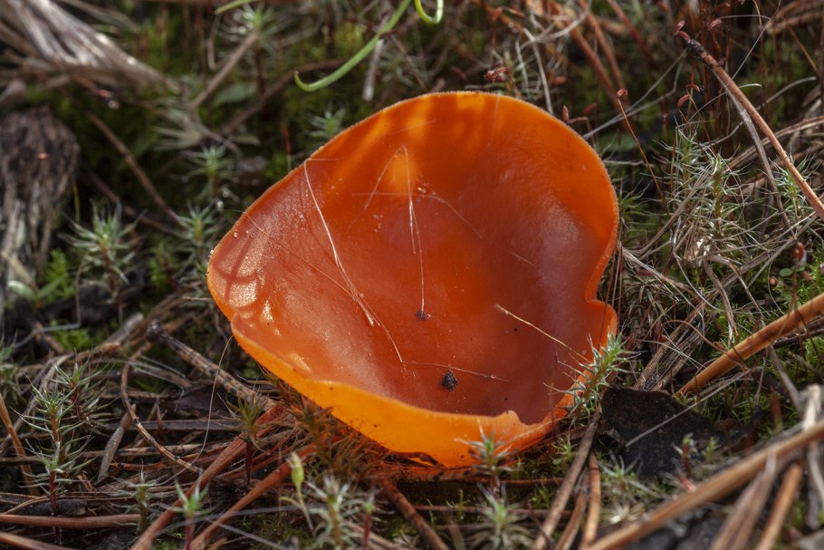 Аскомицеты съедобные алеврия