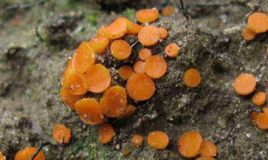 Scutellinia crucipila