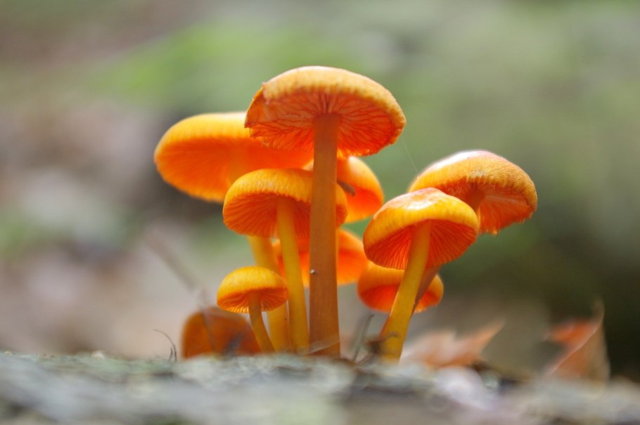 Тёмно-оранжевый гриб