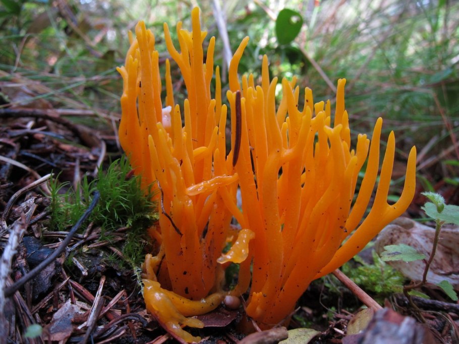 Клавария бледно-бурая