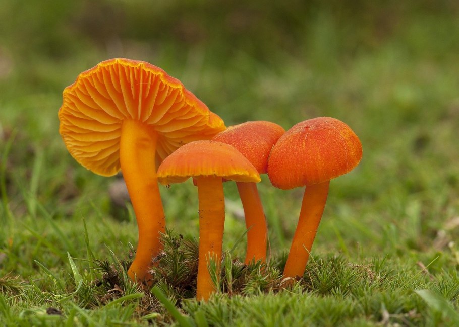 Гриб Болетус оранжевый