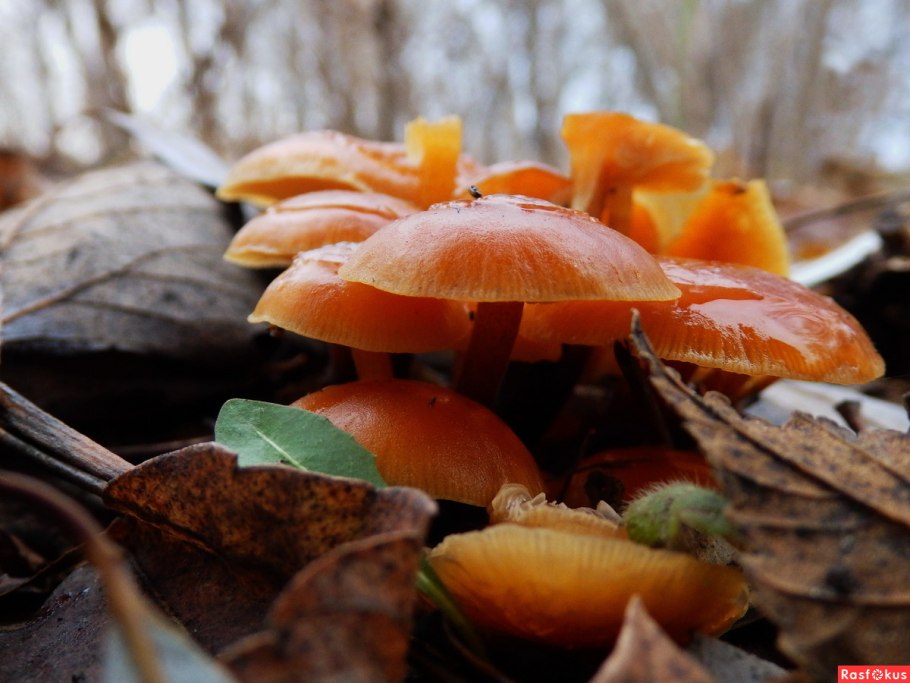 Бледно оранжевый гриб