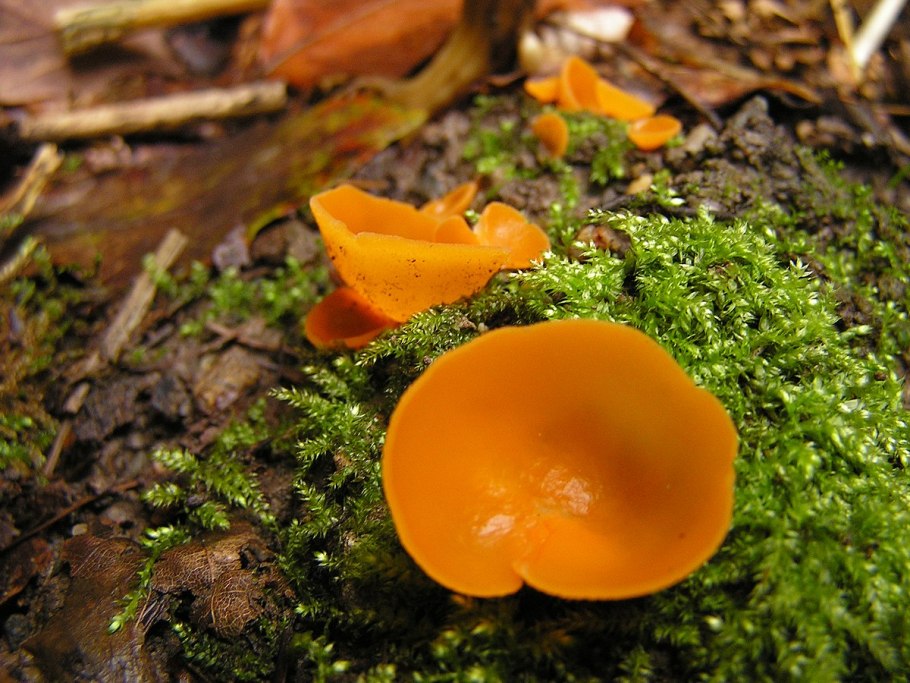 Orange Peel fungus гриб