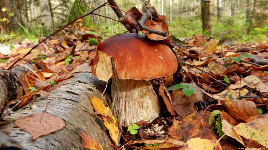 Осень грибы