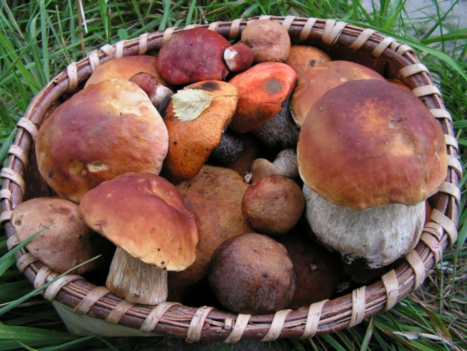 Тит грибник Листопадник