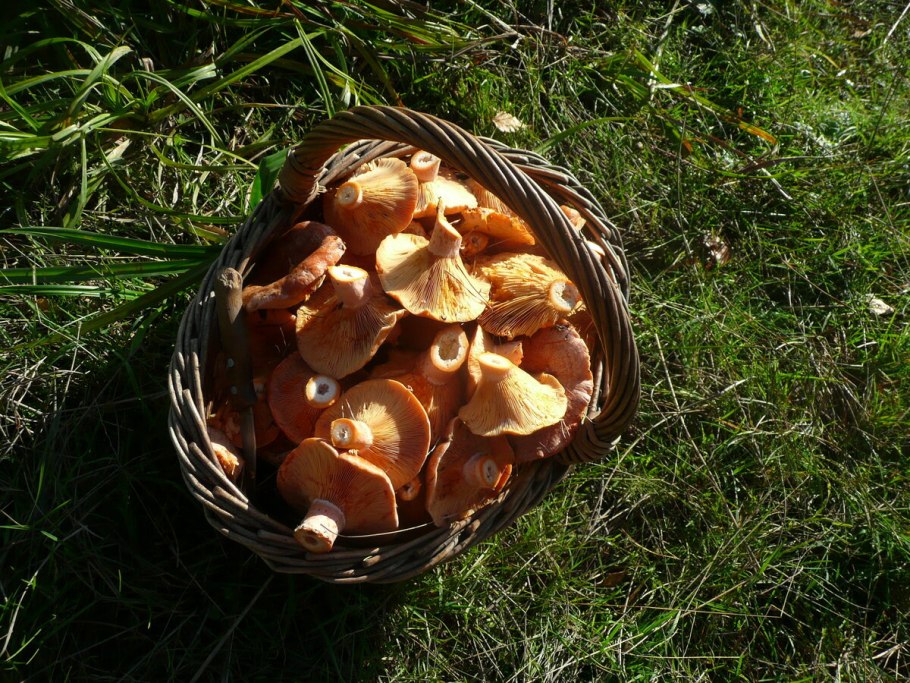 Тит Листопадник