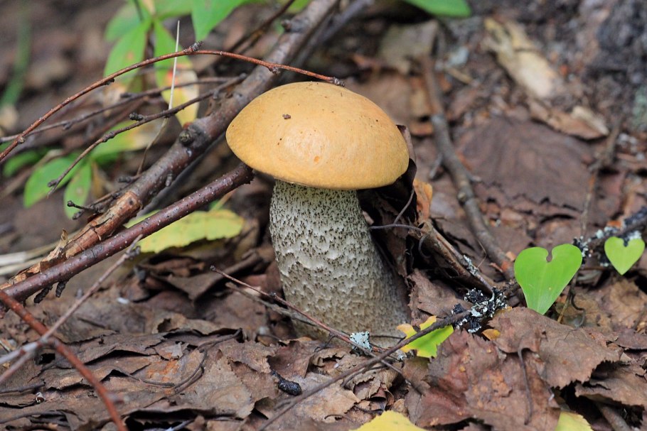 Подосинки грибы