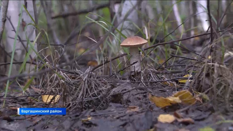 Осень грибы