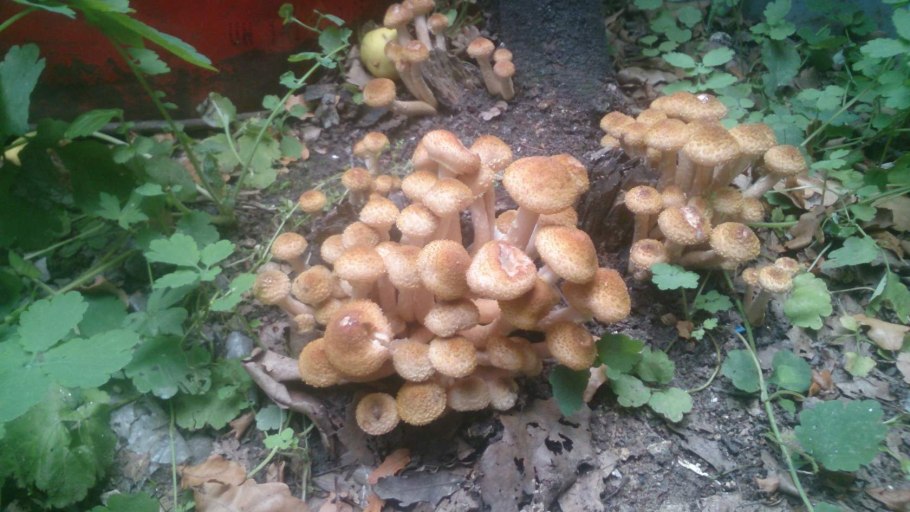 Осень грибы