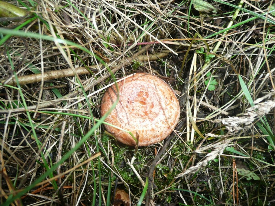 Грибы рыжики и волнушки