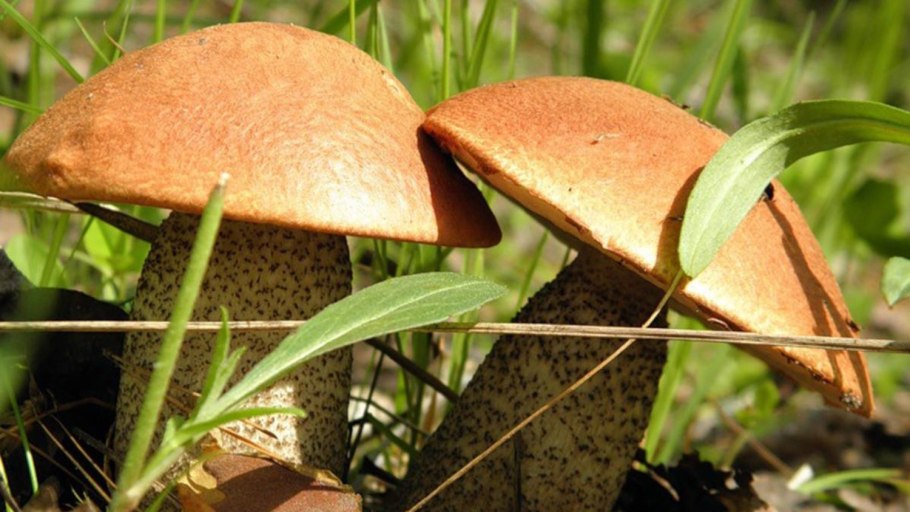 Тит Листопадник сбор грибов