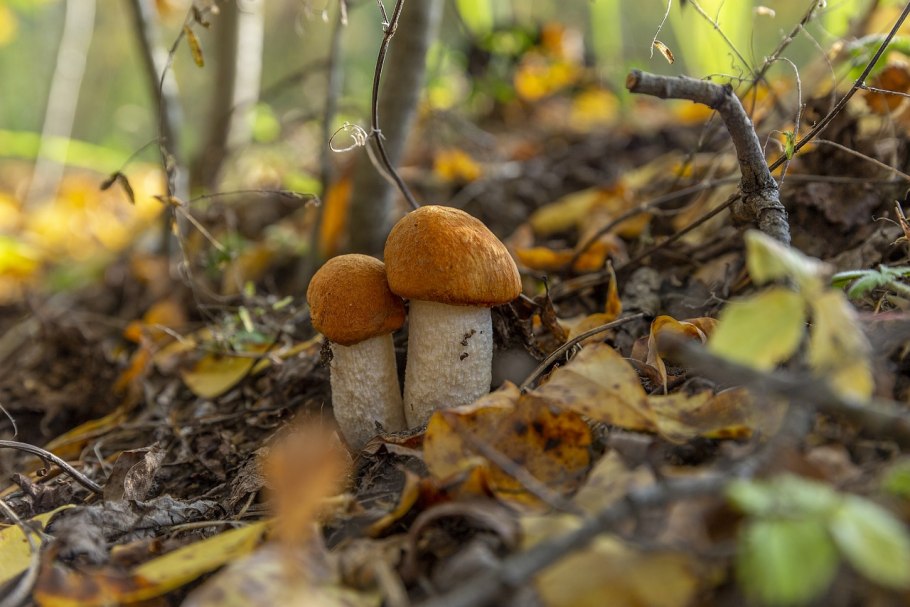 Грибы листопадники