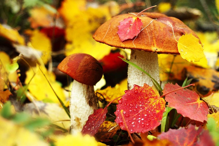 Грибы в Таджикистане