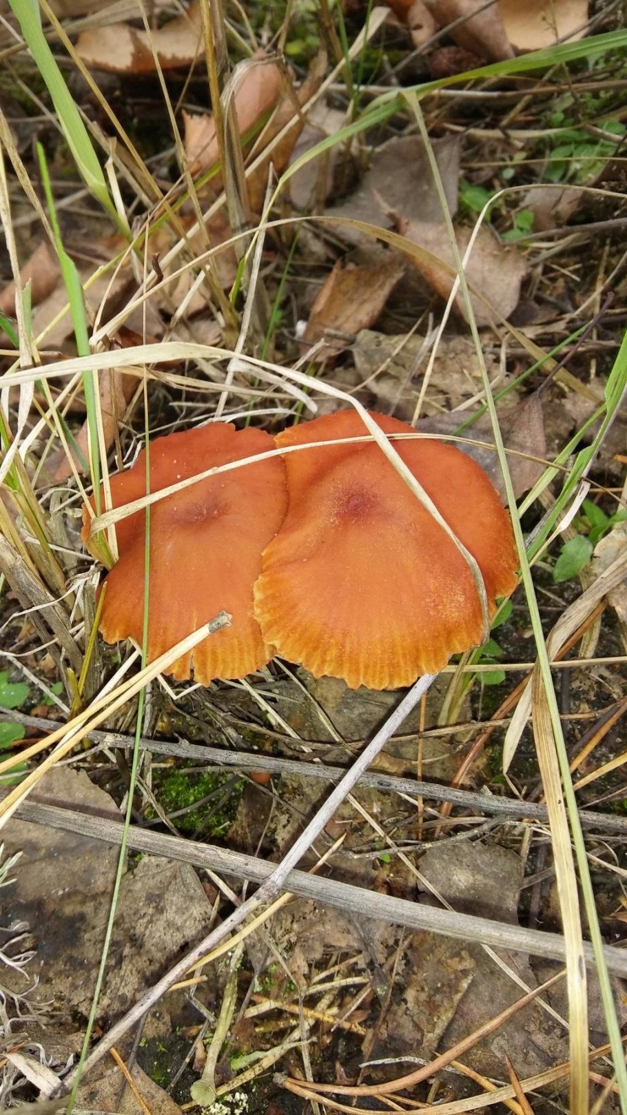 Грибы в Ленинградской области 2020