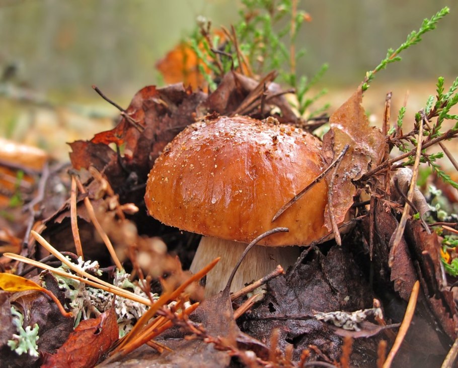 Осенний лес с грибами