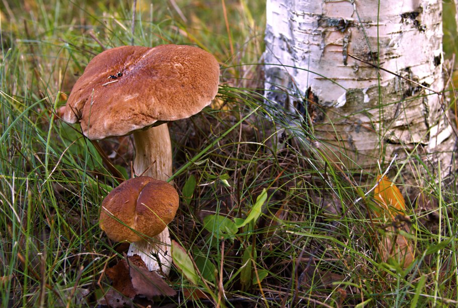 Грибная семейка