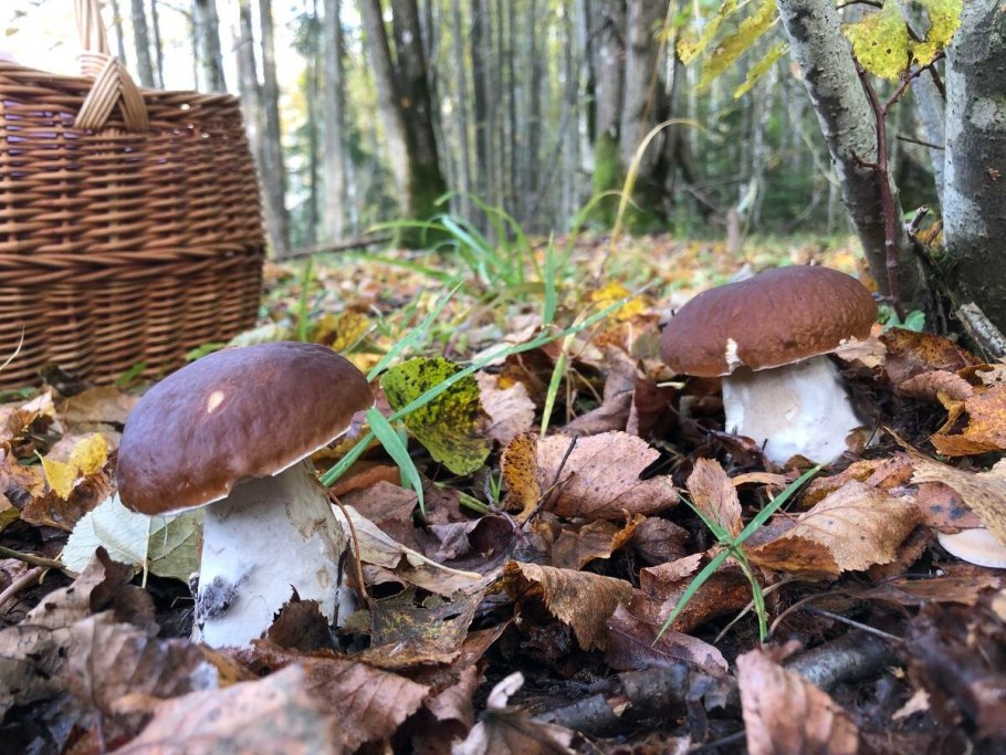 Папа гриб мама гриб