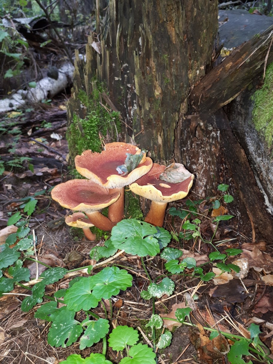 День сбора грибов 7 сентября