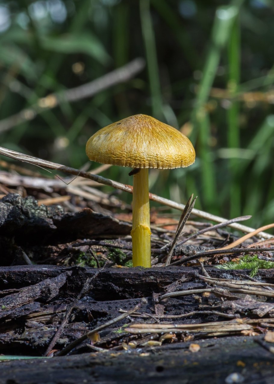 Осень грибы