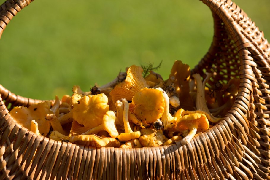 Тит грибник Листопадник