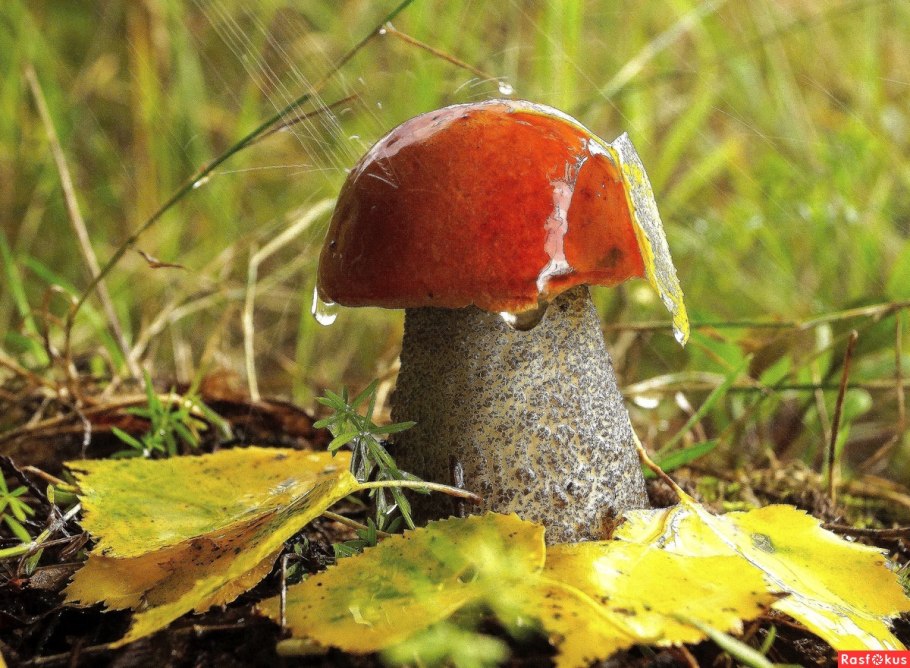 Подосиновик красный