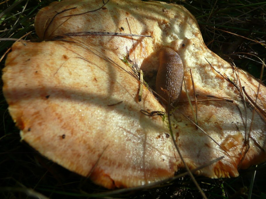 Грибы в сентябре