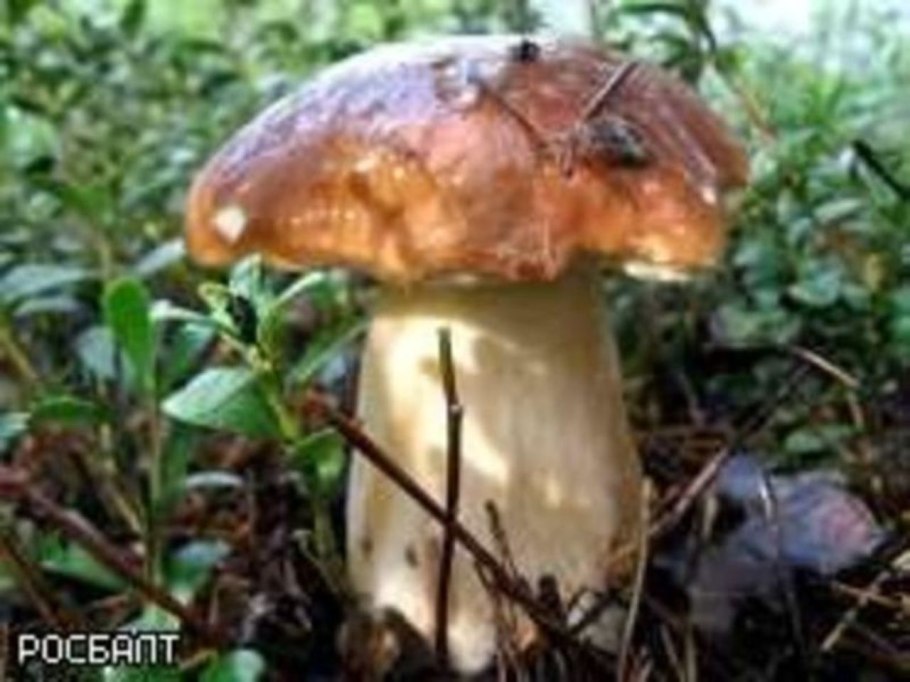 Листопадник гриб