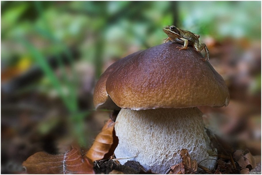 Тит грибник Листопадник