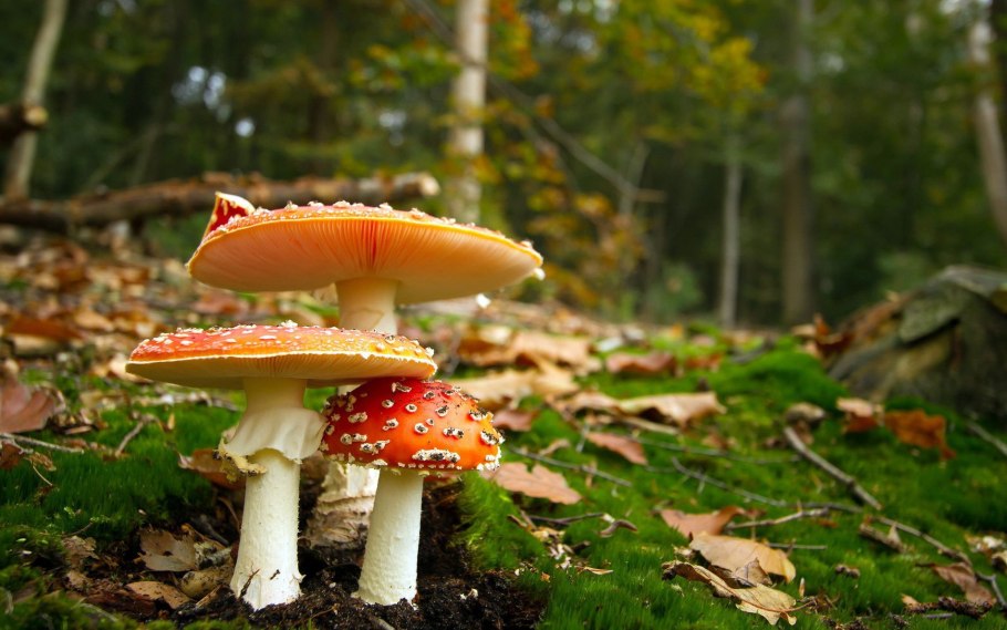 Мухомор amanita muscaria