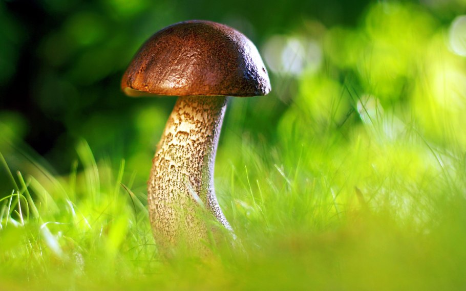 Осень грибы картинки