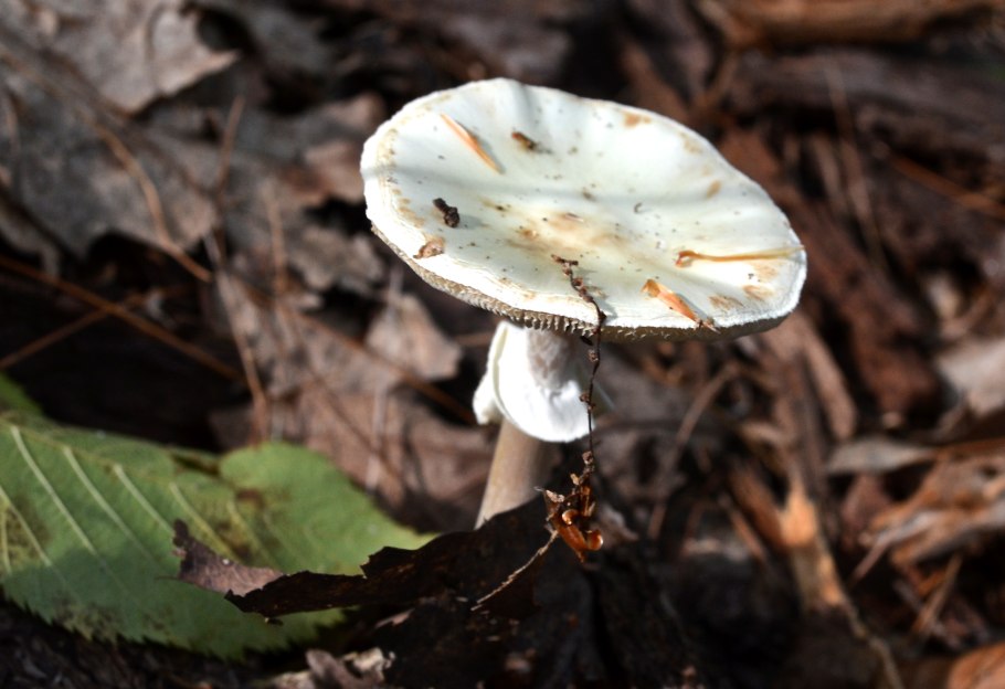 Amanita virosa гриб