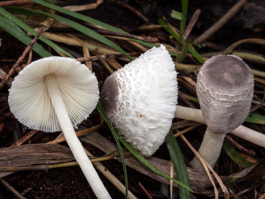 Amanita virosa гриб