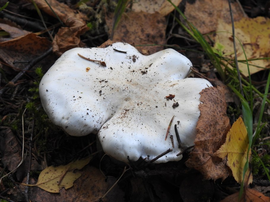 Говорушка Clitocybe dealbata