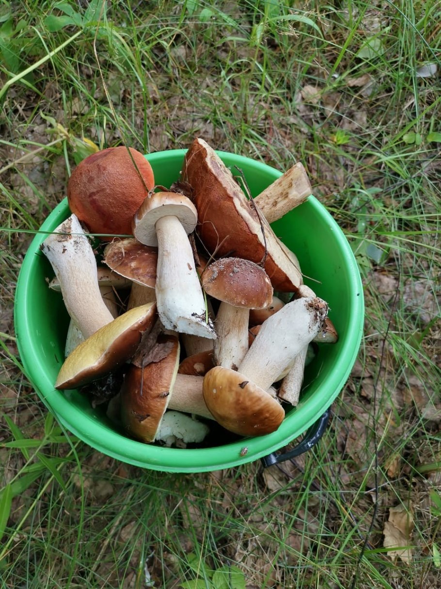 Ведро подберезовиков