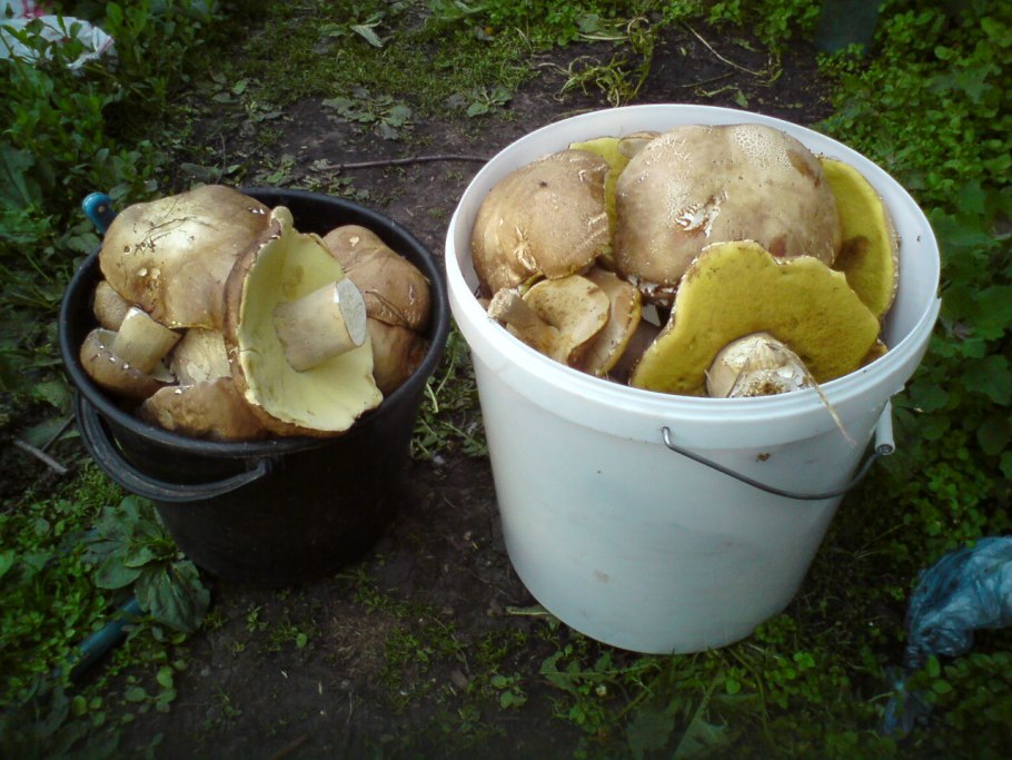 Грибы белые два ведра