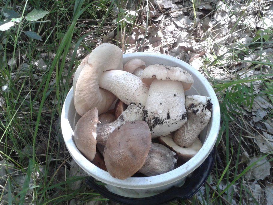 Ведерко для грибов