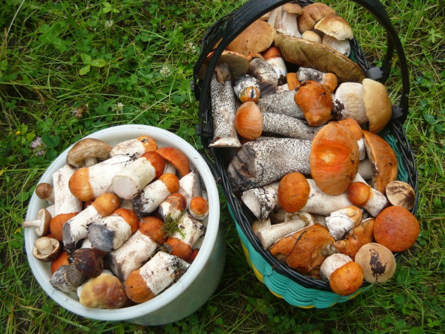 Белые грибы в ведре