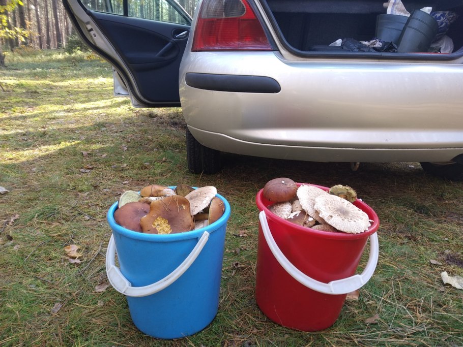 Салатовое ведро с грибами