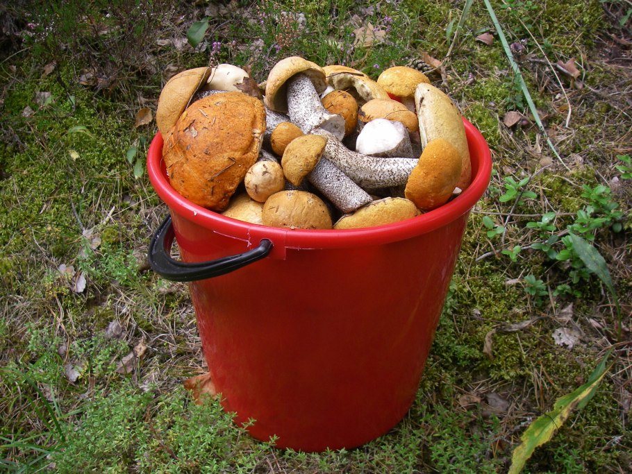 Ведерко с грибами
