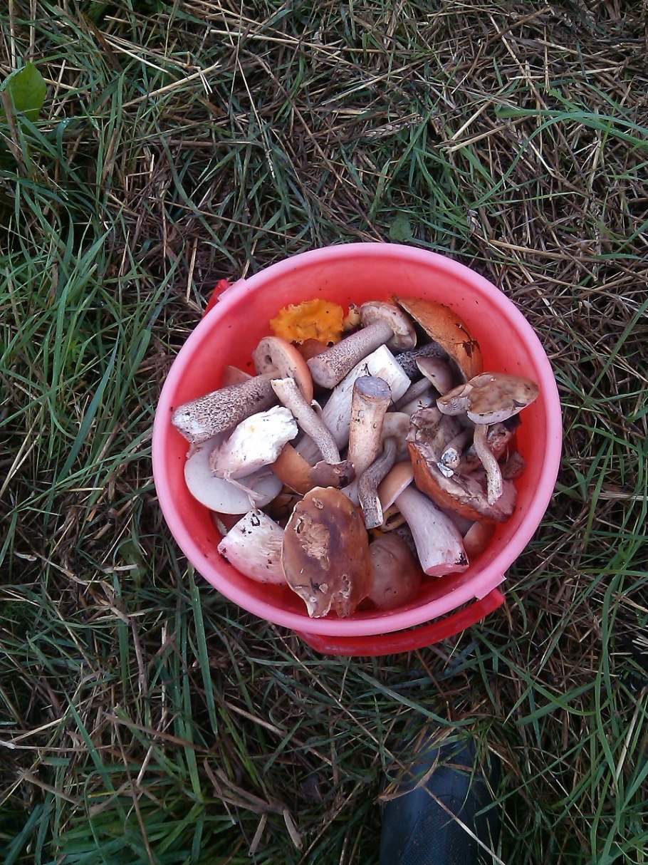 Грибы белые в Широковском ведре